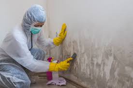 Best Black Mold Removal  in Colmar Manor, MD